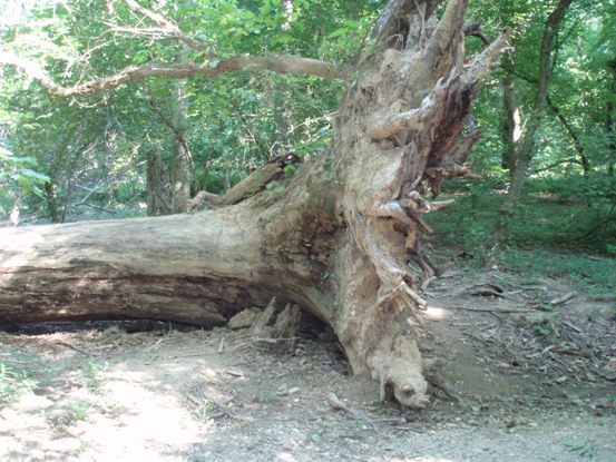 Rock Creek Park