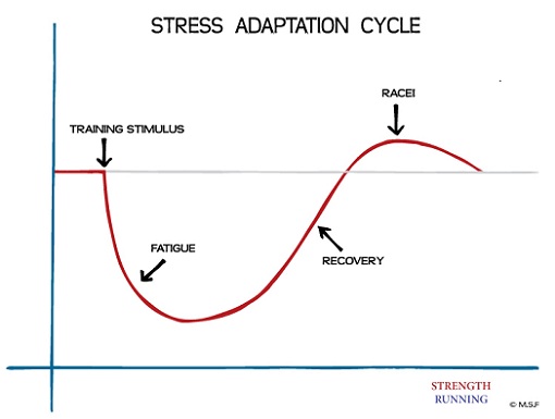 Stress Adaptation Cycle
