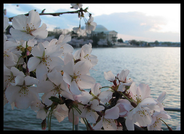 Cherry Blossoms