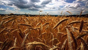 Wheat Field