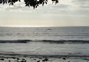 Humpback Whale