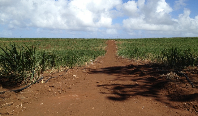 Dirt Road