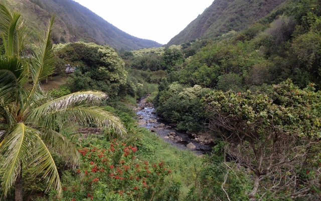 Rain forest stream