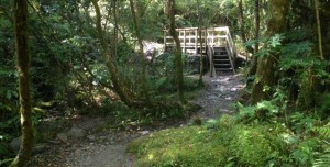 Bridge in the Rainforest