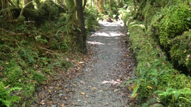 Rainforest Trail