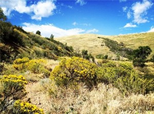 Colorado Running Trail