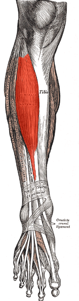 How to Prevent Shin Splints: Mike Young on Shin Splint Treatments